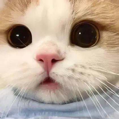 Pet